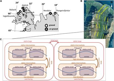 Decades of Recovery From Sheep Grazing Reveal No Effects on Plant Diversity Patterns Within Icelandic Tundra Landscapes